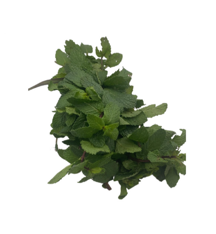 Marokkanische Minze 1Stück